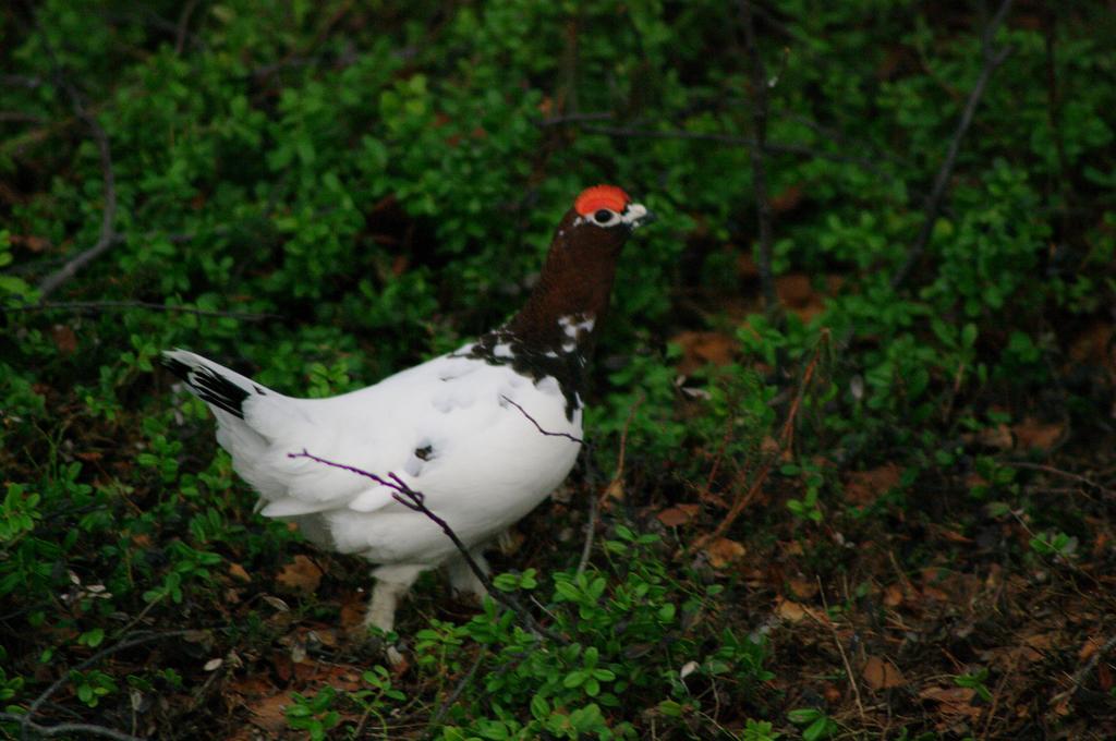 Birk Bed & Birds Bed & Breakfast Svanvik Ngoại thất bức ảnh